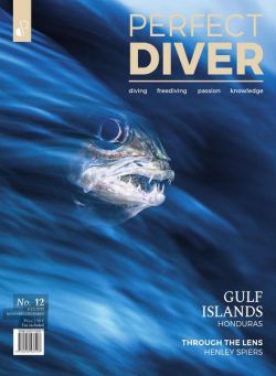 Perfect Diver – November-December 2020