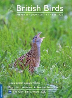 British Birds – November 2020