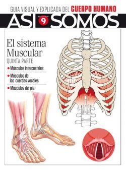 Asi Somos – El cuerpo humano – noviembre 2021