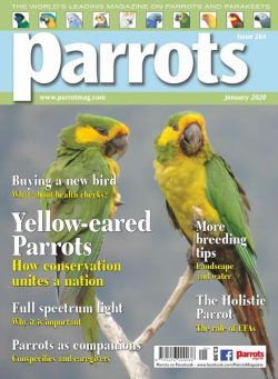 Parrots – January 2020