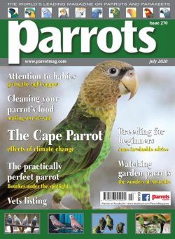 Parrots – July 2020