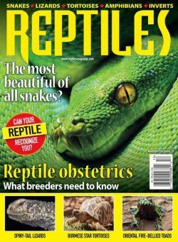 Reptiles – November-December 2020