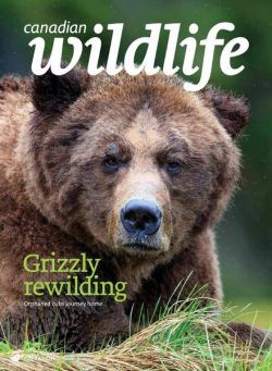 Canadian Wildlife – November-December 2021