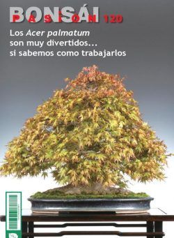 Bonsai Pasion – febrero 2022