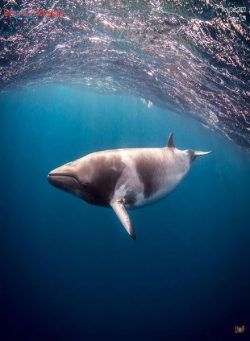 Underwater Photography – November-December 2022