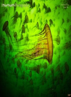 Underwater Photography – September-October 2025