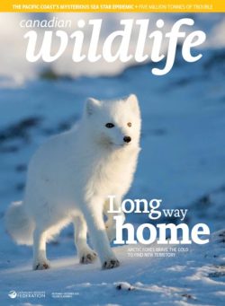 Canadian Wildlife – November 2025