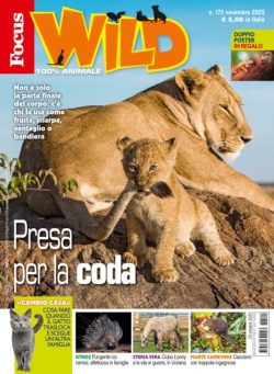 Focus Wild – Novembre 2025