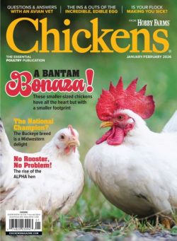 Chickens – December 2025 – January 2026