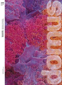 Domus Italia – Novembre 2025