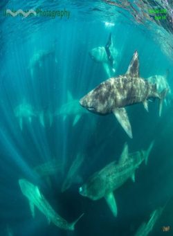 Underwater Photography – November-December 2025