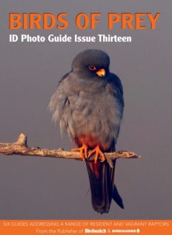 Bird ID Photo Guides – Issue 13 2025