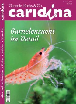 Caridina – November 2025