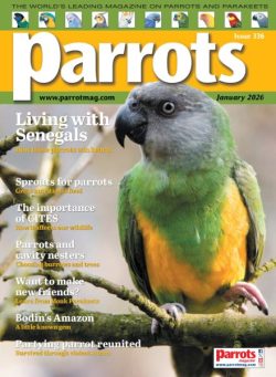 Parrots – January 2026