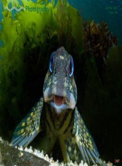 Underwater Photography – January-February 2026