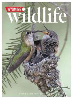 Wyoming Wildlife – June 2026